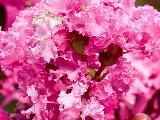 Myrtle