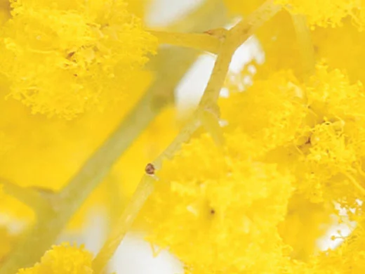 Acacia