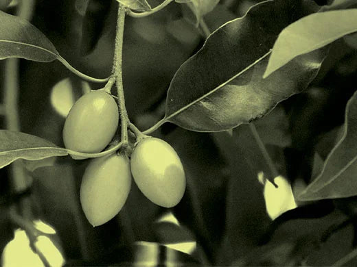 Acerola Cherry