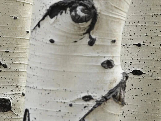 African Birch
