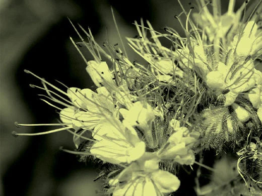 Allantoin