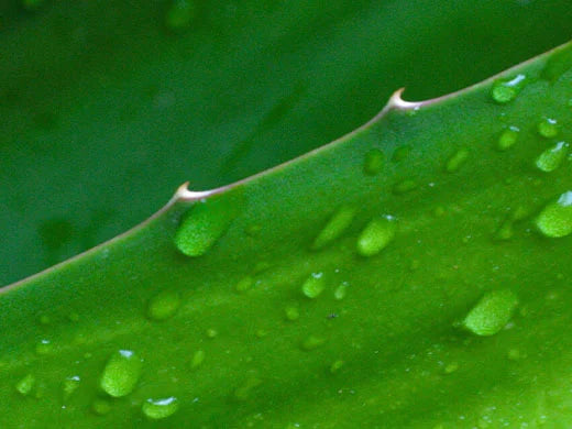 Aloe Vera