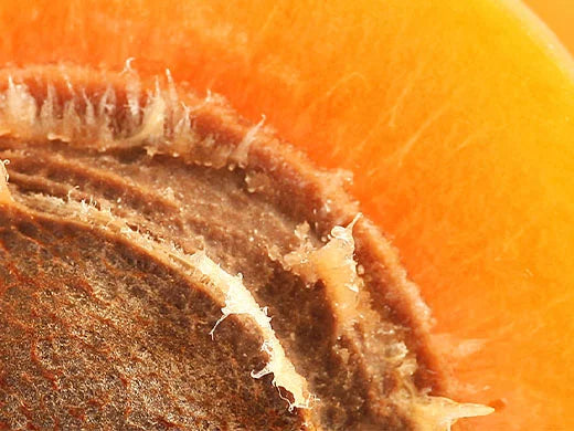 Apricot