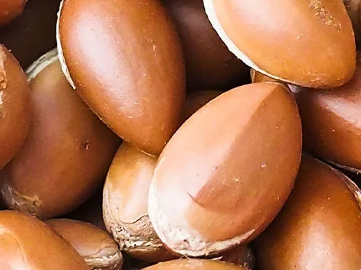 Argan Tree