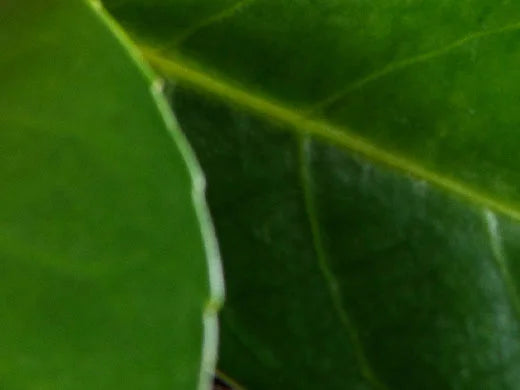Argania Leaf