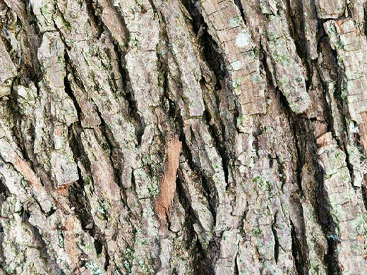 Arjuna Bark Extract