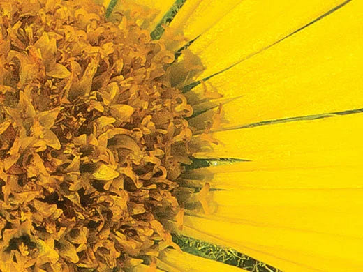Arnica Montana Flower