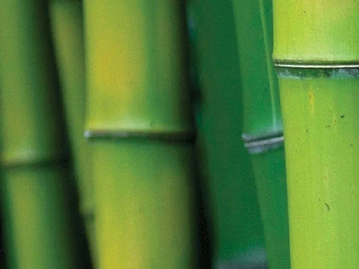 Bamboo