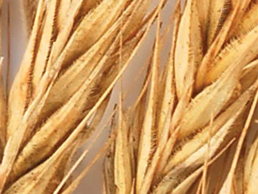 Barley Seed