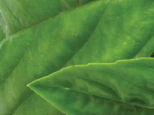 Basil