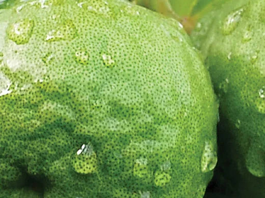 Bergamot