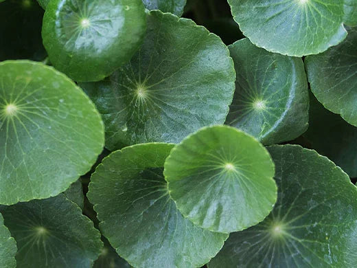 Biotransformed Cica (Centella Asiatica)