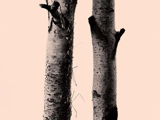Birch