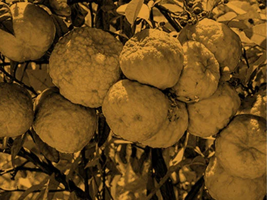 Bitter Orange