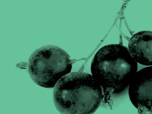 Blackcurrant