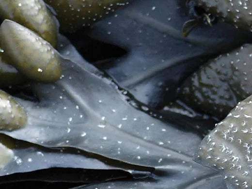 Bladderwrack