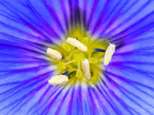 Blue Flower Linseed