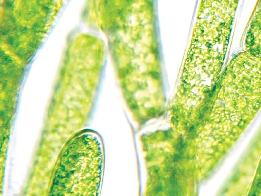 Blue Green Algae