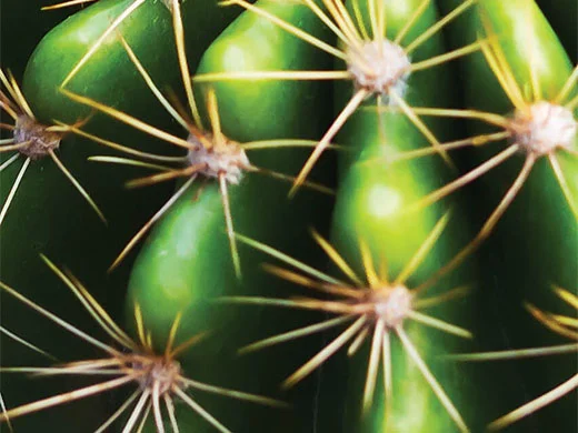 Cactus