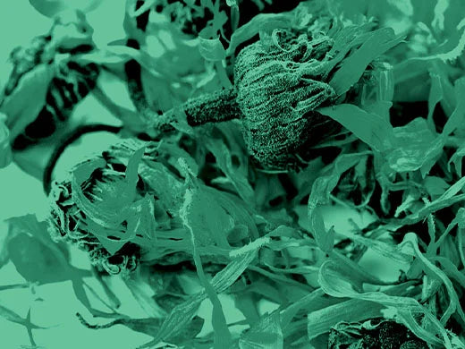 Calendula