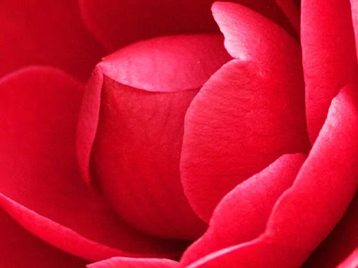 Camellia Oil