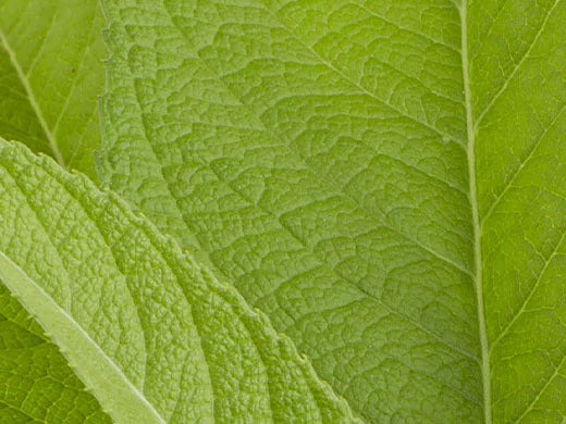 Camphor