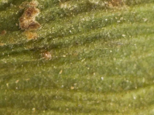 Cardamom