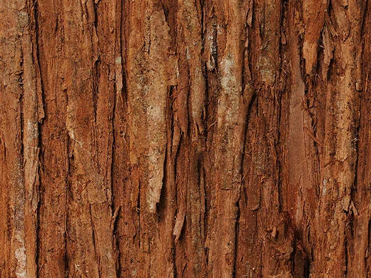 Cedarwood
