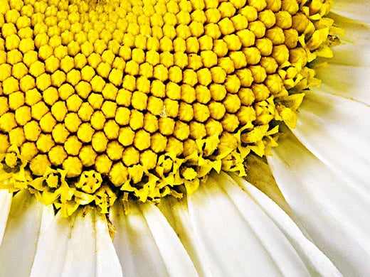 Chamomile
