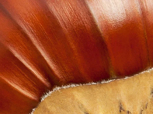 Chestnut