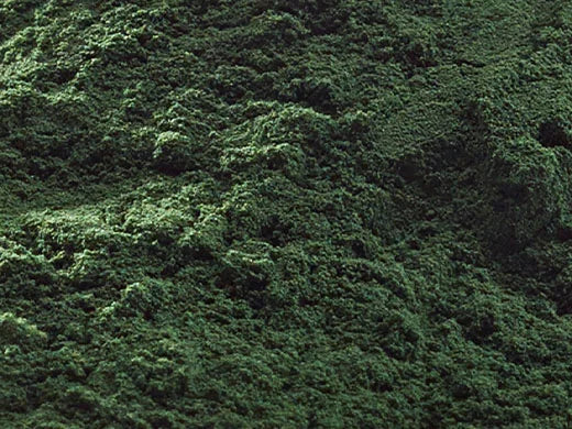 Chlorella