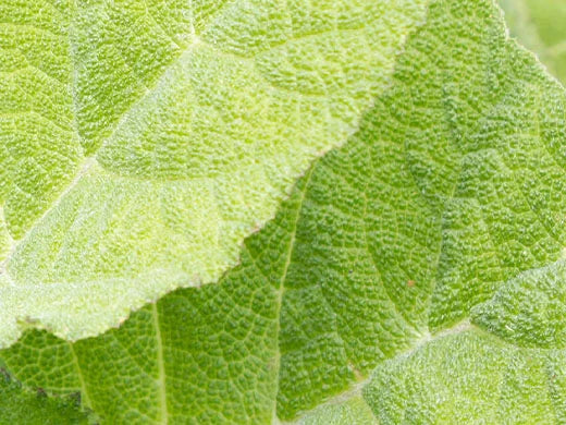 Clary Sage