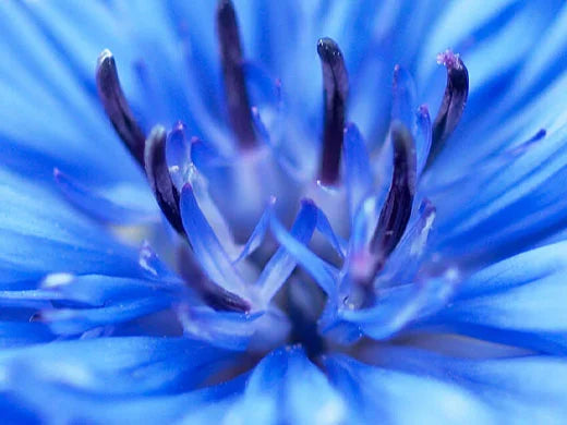 Cornflower