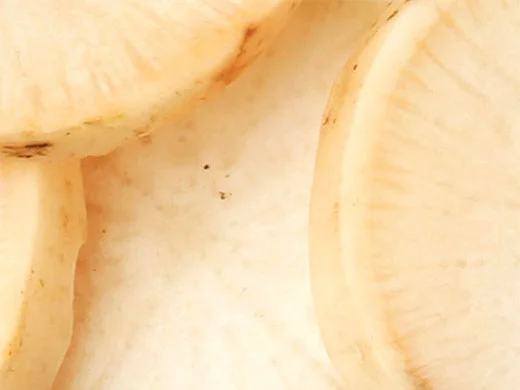 Daikon Radish