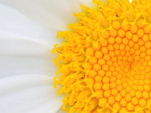 Daisy