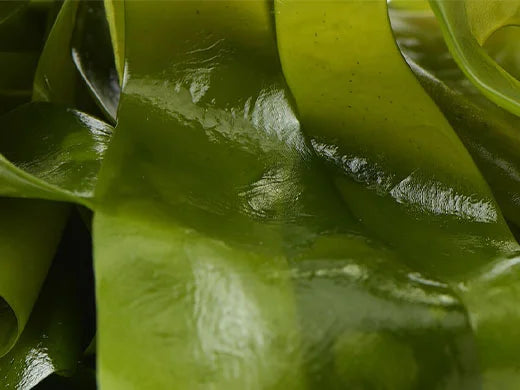 Devils Apron Seaweed