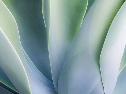 Fermented Agave