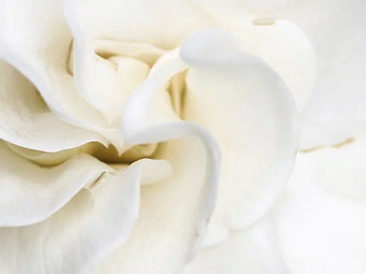 Gardenia Plant