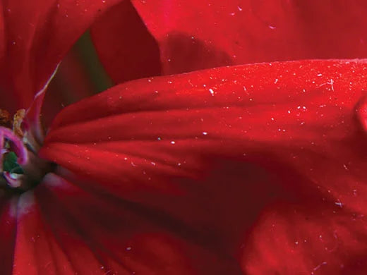 Geranium
