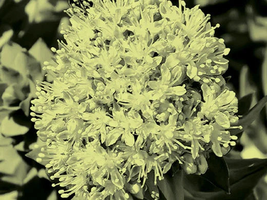 Golden Root / Rohodiola Rosea