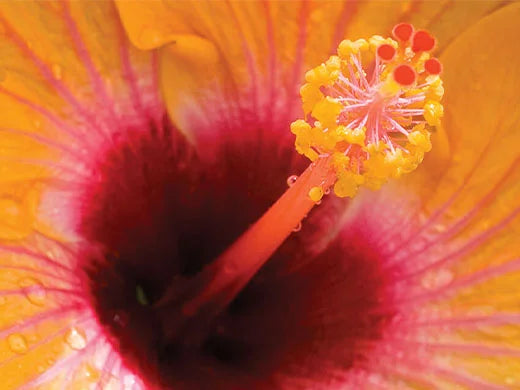 Hibiscus