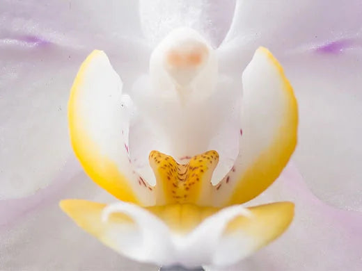 Japanese Stone Orchid