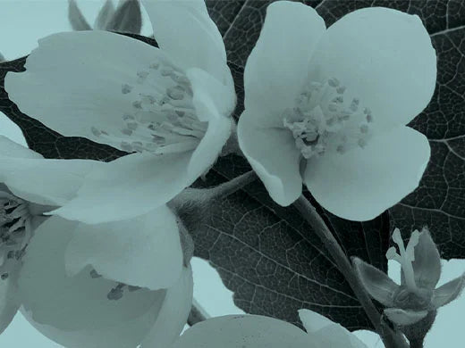 Jasmine