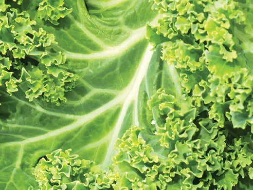 Kale Extract