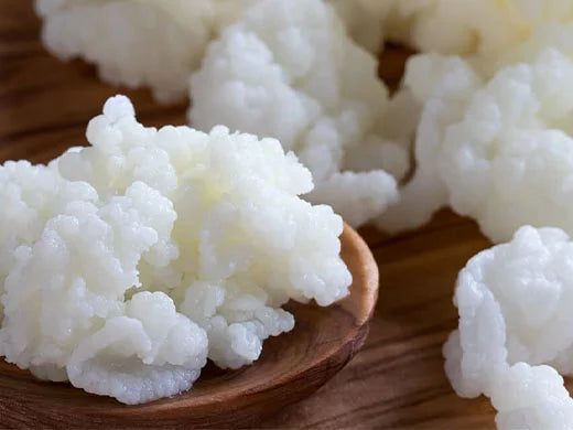 Kefir Ferment Extract