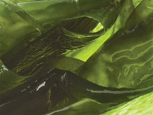 Kelp