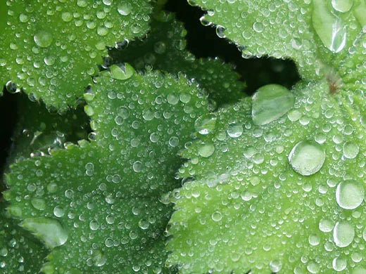 Lady's Mantle