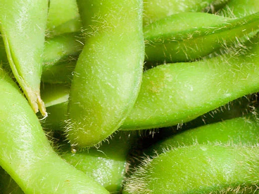 Lecithin