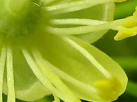 Lime Blossom