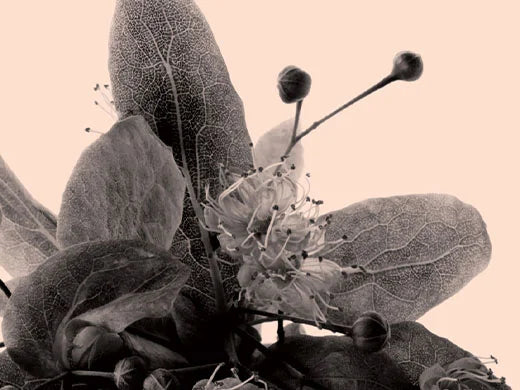 Linden Flower